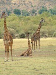 14-Massai giraffe